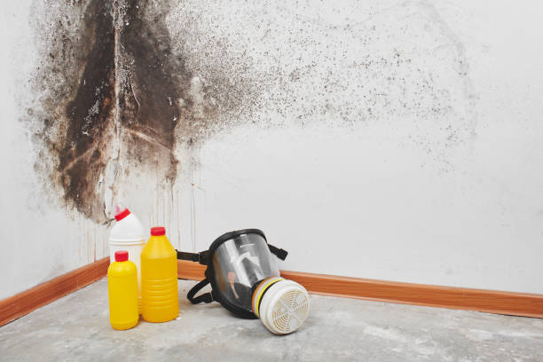 Best Mold Remediation Services  in Wheaton, IL