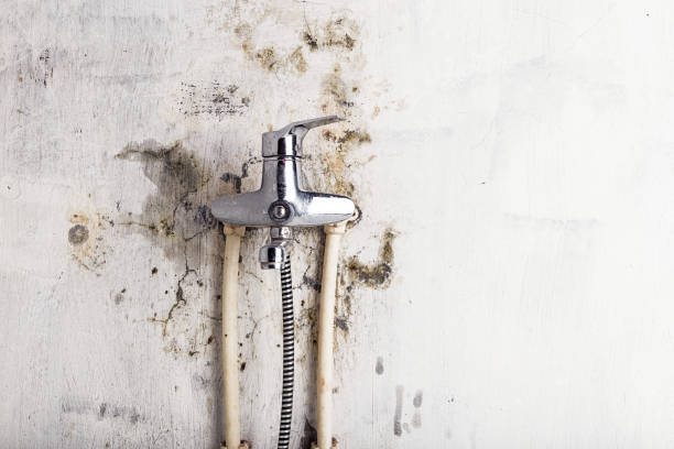 Best Mold Remediation  in Wheaton, IL