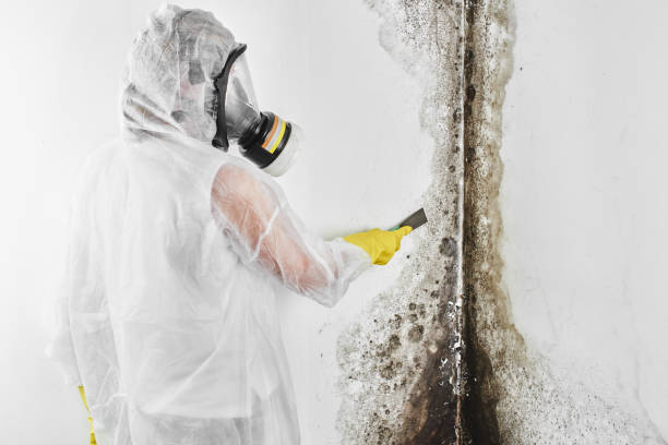 Best Residential Mold Removal  in Wheaton, IL
