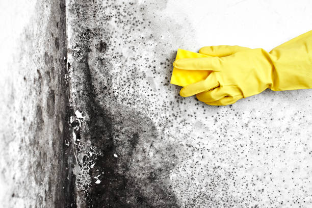 Best Mold Testing  in Wheaton, IL