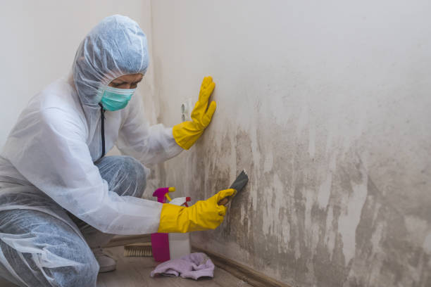 Best Residential Mold Removal  in Wheaton, IL