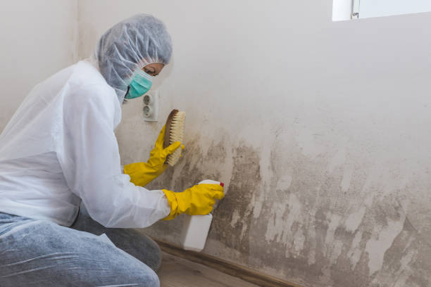 Best Toxic Mold Removal  in Wheaton, IL