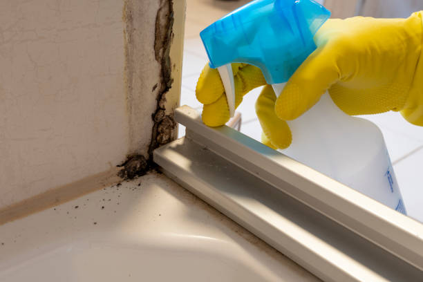 Best Toxic Mold Removal  in Wheaton, IL