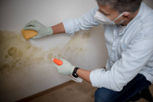 Best Mold Removal Near Me  in Wheaton, IL