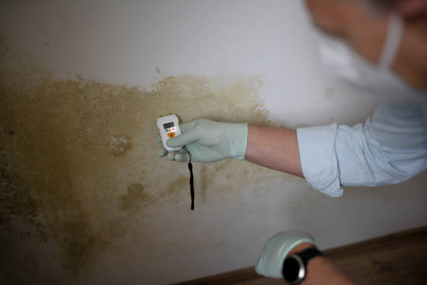Wheaton, IL Mold Removal Company