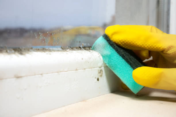 Best Affordable Mold Removal  in Wheaton, IL
