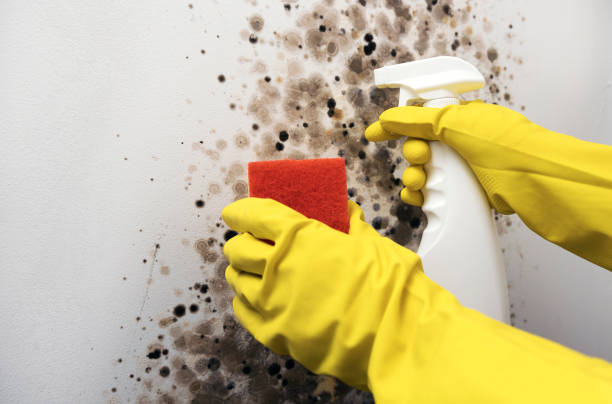 Best Mold Damage Repair  in Wheaton, IL