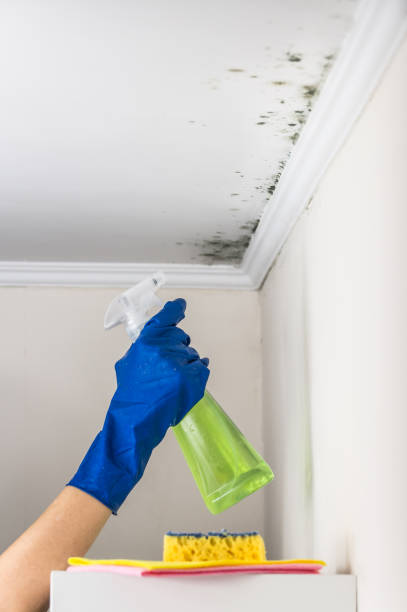 Best Local Mold Removal Service  in Wheaton, IL