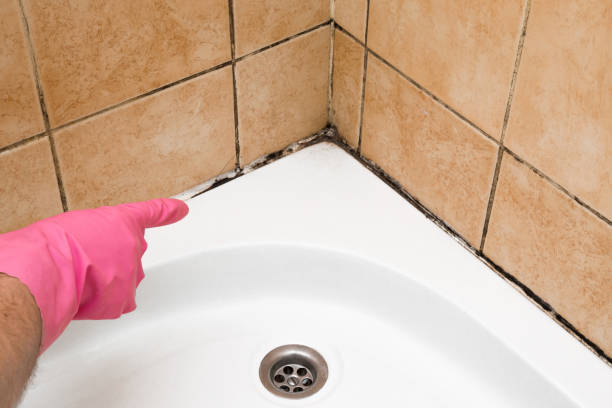 Best Mold Removal Company Near Me  in Wheaton, IL